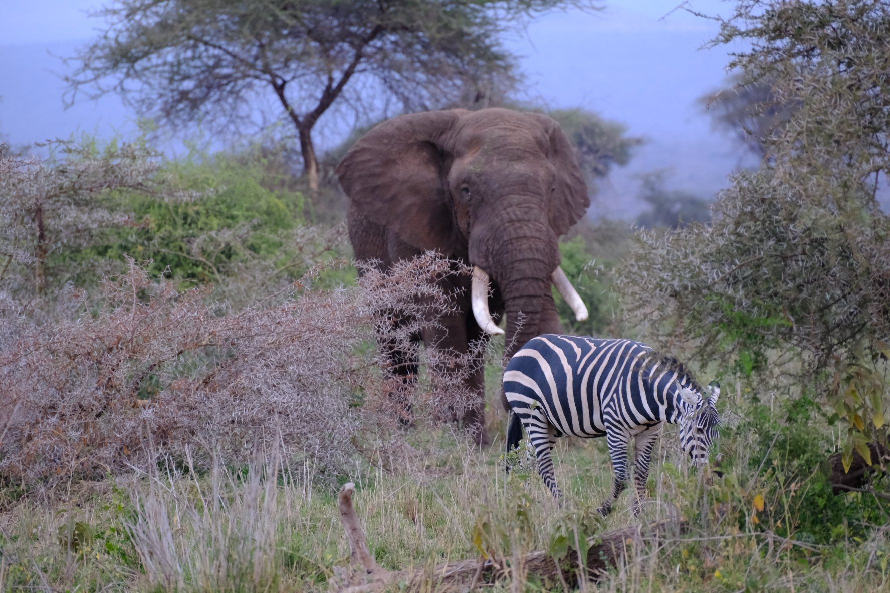 Amboseli Field Photography